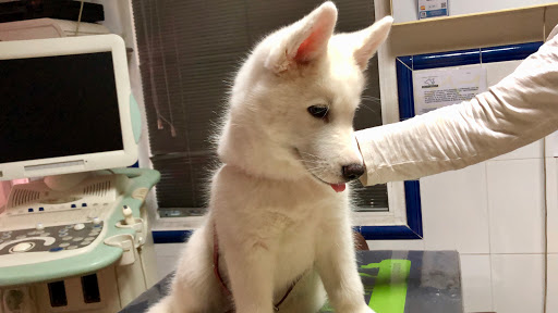 Clínica Veterinaria Gran Capitán en Córdoba