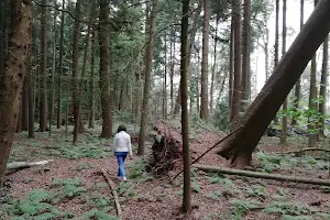 Berumerfehner Wald image