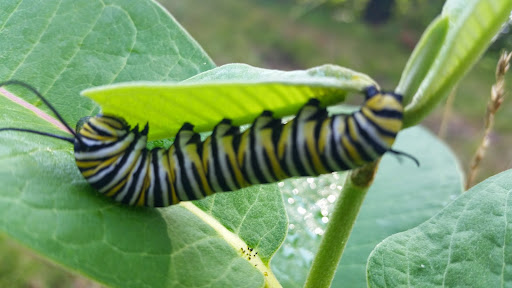 Golf Course «Moose Ridge Golf Course & Grille», reviews and photos, 11801 Doane Rd, South Lyon, MI 48178, USA