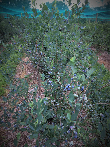 Farm «Manoff Market Gardens», reviews and photos, 3157 Comfort Rd, Solebury, PA 18963, USA