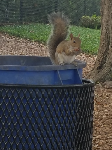 Park «Westmonte Park», reviews and photos, 624 Bills Ln, Altamonte Springs, FL 32714, USA