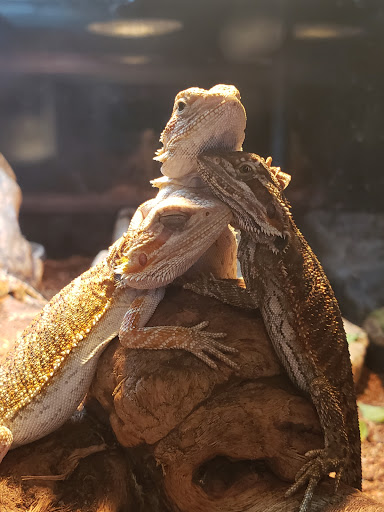 Pet Store «Fins Feathers Paws & Claws», reviews and photos, 436 Main St, Harleysville, PA 19438, USA