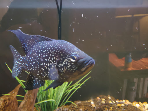 Tropical Fish Store «Fishland», reviews and photos, 13155 Westheimer Rd #114, Houston, TX 77077, USA