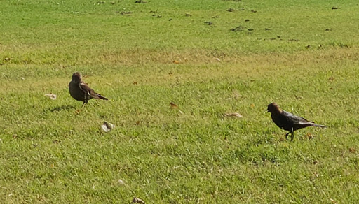 Golf Course «Sherrill Park Golf Course», reviews and photos, 2001 E Lookout Dr, Richardson, TX 75082, USA