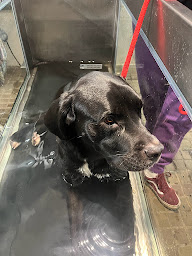 Photo n°19 de Soleil Vert- hydro canine et ostéopathie à Villiers-au-Bouin ()