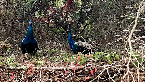 TomKat Ranch, home of Leftcoast Grassfed