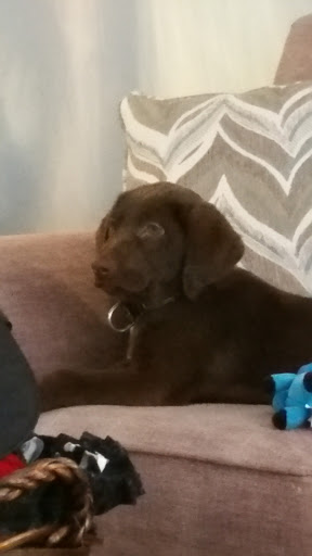 Pet Supply Store «Petco Animal Supplies», reviews and photos, 1220 Commons Cir, Plover, WI 54467, USA