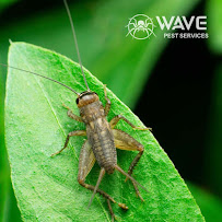 Wave Pest Services - Photo 7 - Car repair in , Mesa