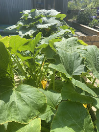 Blossoms Day Care - Photo 3 - Car repair in Chapel Hill, NC, Durham