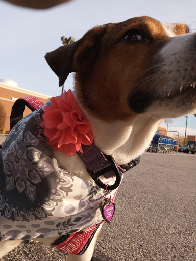 Pet Supply Store «PetSmart», reviews and photos, 828 Arnold Commons Dr, Arnold, MO 63010, USA