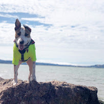Mutty Paws - Dog Walks and Boarding - Photo 7 - Car repair in , Daly City