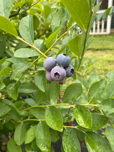 Farrell's Creek Farm