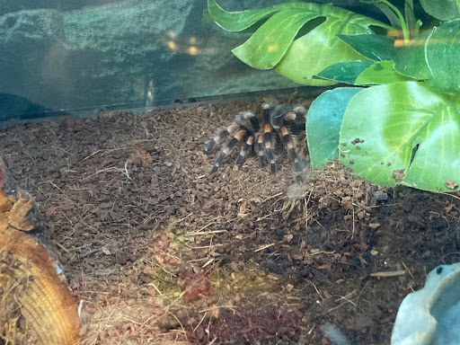 Pet Supply Store «Petco Animal Supplies», reviews and photos, 1207 S Caraway Rd, Jonesboro, AR 72401, USA