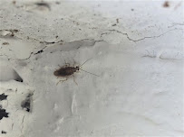 Healthy Home Pest Control Inc - Photo 9 - Car repair in Cape Coral, FL, Cape Coral