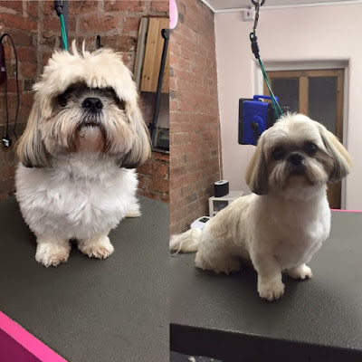 Ugly Pugly | Professional Dog Grooming