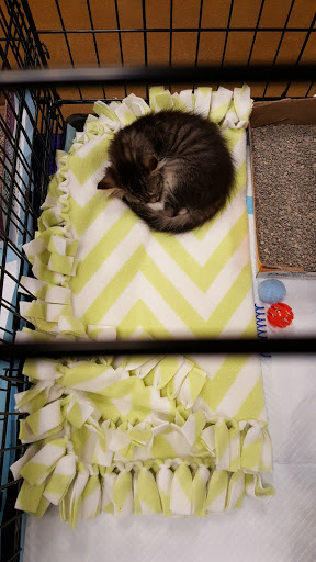 Pet Supply Store «PetSmart», reviews and photos, 2153 75th St, Darien, IL 60561, USA