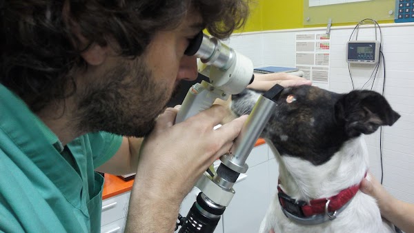 Imagen de Clínica Veterinaria Miraflores del Palo (8 de 16)