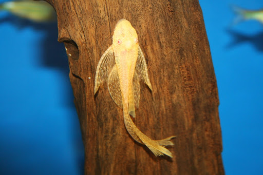 Tropical Fish Store «Aquatic Treasures/Bruces Pond Shop», reviews and photos, 20708 Gudith Rd, Brownstown Charter Twp, MI 48183, USA