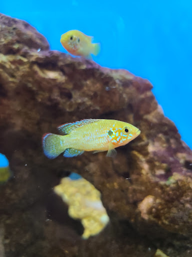 Pet Supply Store «Petco Animal Supplies», reviews and photos, 25451 Horace Harding Expy, Little Neck, NY 11362, USA