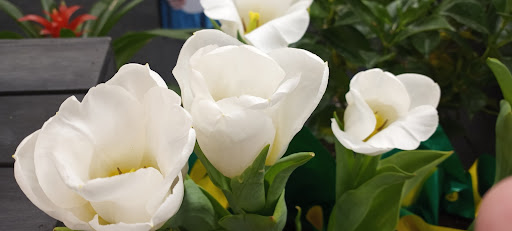 Supermarket «Winn-Dixie», reviews and photos, 1750 Sunshadow Dr #100, Casselberry, FL 32707, USA