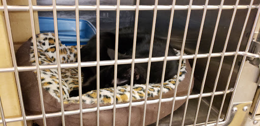 Pet Supply Store «PetSmart», reviews and photos, 45 Park Pl Dr, Covington, LA 70433, USA