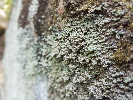 Park «Bechtel Park», reviews and photos, Naamans Rd, Claymont, DE 19703, USA