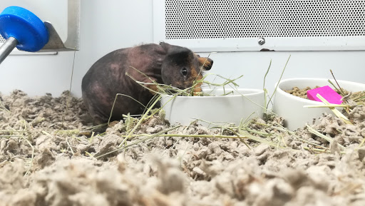 Pet Supply Store «Petco Animal Supplies», reviews and photos, 2005 Dr Martin Luther King Jr Pkwy, Chico, CA 95928, USA