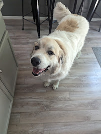 Yonder Mountain Pet Care - Photo 5 - Car repair in , Lakewood