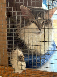 Happy Cat Retreat - Photo 2 - Car repair in Fort Collins, CO, Fort Collins