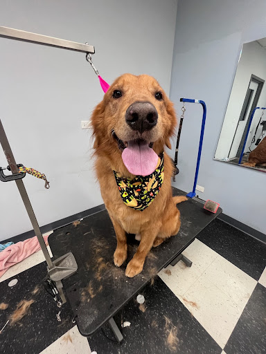 Shaggy's Pet Grooming