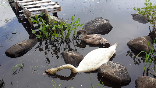 Park «D.W. Field Park», reviews and photos, D W Field Pkwy, Brockton, MA 02301, USA