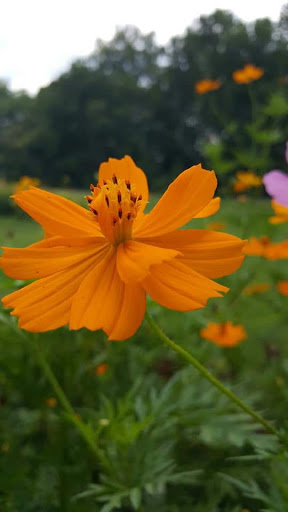 Public Golf Course «Beech Creek Golf Course», reviews and photos, 1831 Hudepohl Ln, Cincinnati, OH 45231, USA