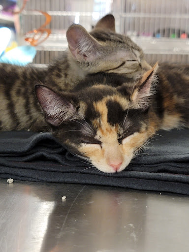 Pet Supply Store «PetSmart», reviews and photos, 540 New York Ave, Lyndhurst, NJ 07071, USA