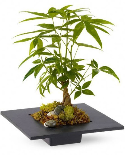 Bonsai plant supplier Paradise
