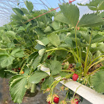 Photo n° 2 de l'avis de Camille. fait le 26/05/2022 à 15:45 pour Au Pays des Fraises à Vendenheim