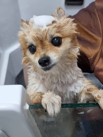 THE ARCHER สปาอาบน้ำตัดขนสุนัข SPA GROOMING HOTEL PET SHOP BAKERY
