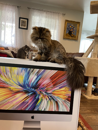 Electronics Store «Best Buy», reviews and photos, 625 Black Lake Blvd SW #200, Olympia, WA 98502, USA