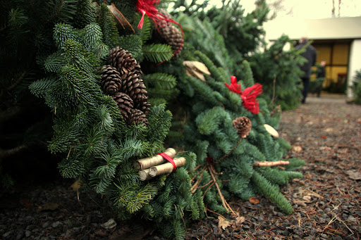 Greenmount Christmas Tree Farm