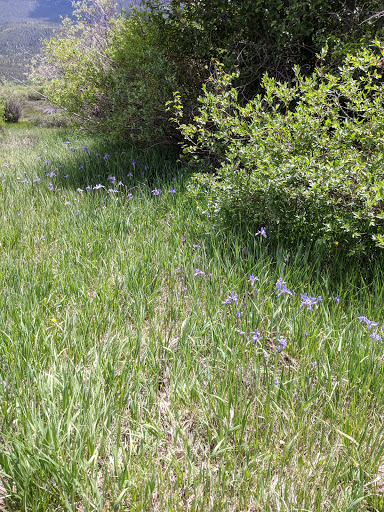 Grocery Store «Twin Lakes General Store», reviews and photos, 6451 CO-82, Twin Lakes, CO 81251, USA