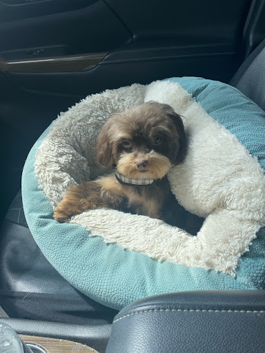 Pet Supply Store «PetSmart», reviews and photos, 4900 Monticello Ave, Williamsburg, VA 23188, USA