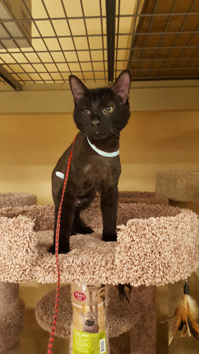 Pet Supply Store «PetSmart», reviews and photos, 291 Skokie Blvd, Northbrook, IL 60062, USA