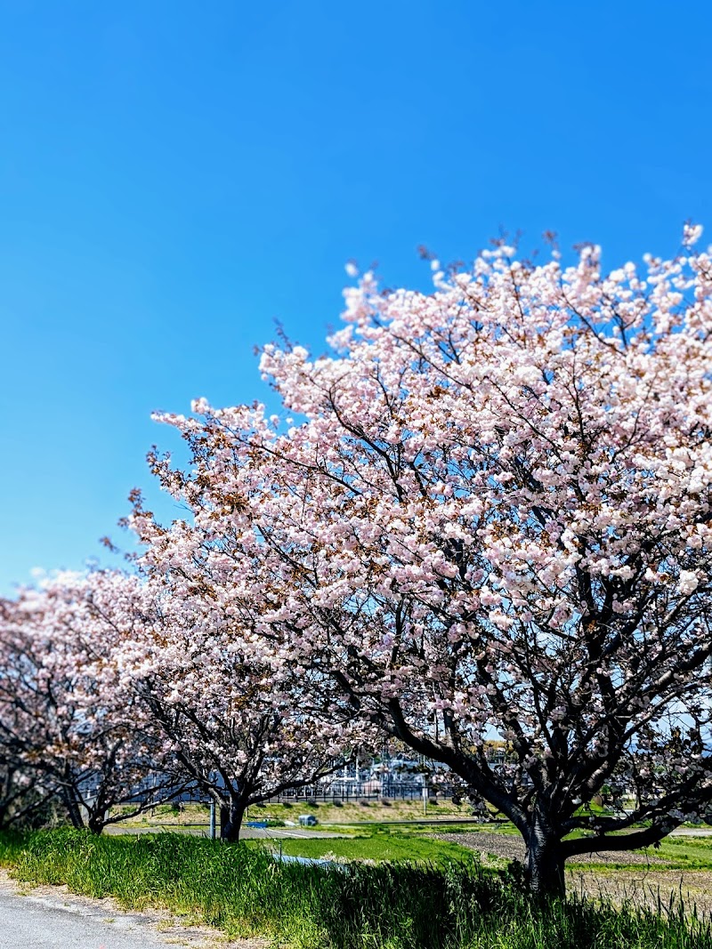 大坪の桜並木