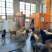 Canine To Five - Photo 3 - Car repair in Ferndale, MI, Detroit
