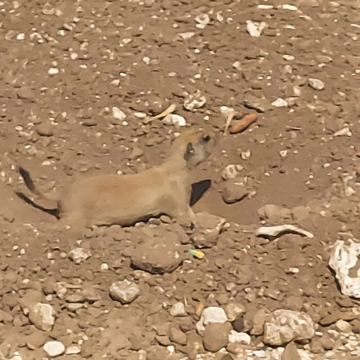 Wildlife Park «Prairie Dog Town», reviews and photos, MacKenzie Park Rd, Lubbock, TX 79401, USA