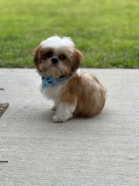 Stylish Petz - Photo 5 - Car repair in Columbia, SC, Columbia