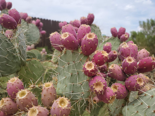 History Museum «Pioneer Living History Museum», reviews and photos, 3901 W Pioneer Rd, Phoenix, AZ 85086, USA
