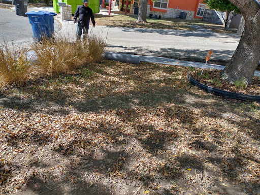 Newly Planted Tree Leaves Turning Brown Yellow Or Wilting Try 3