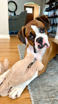 Dogs by Nature - Photo 4 - Car repair in , Dayton