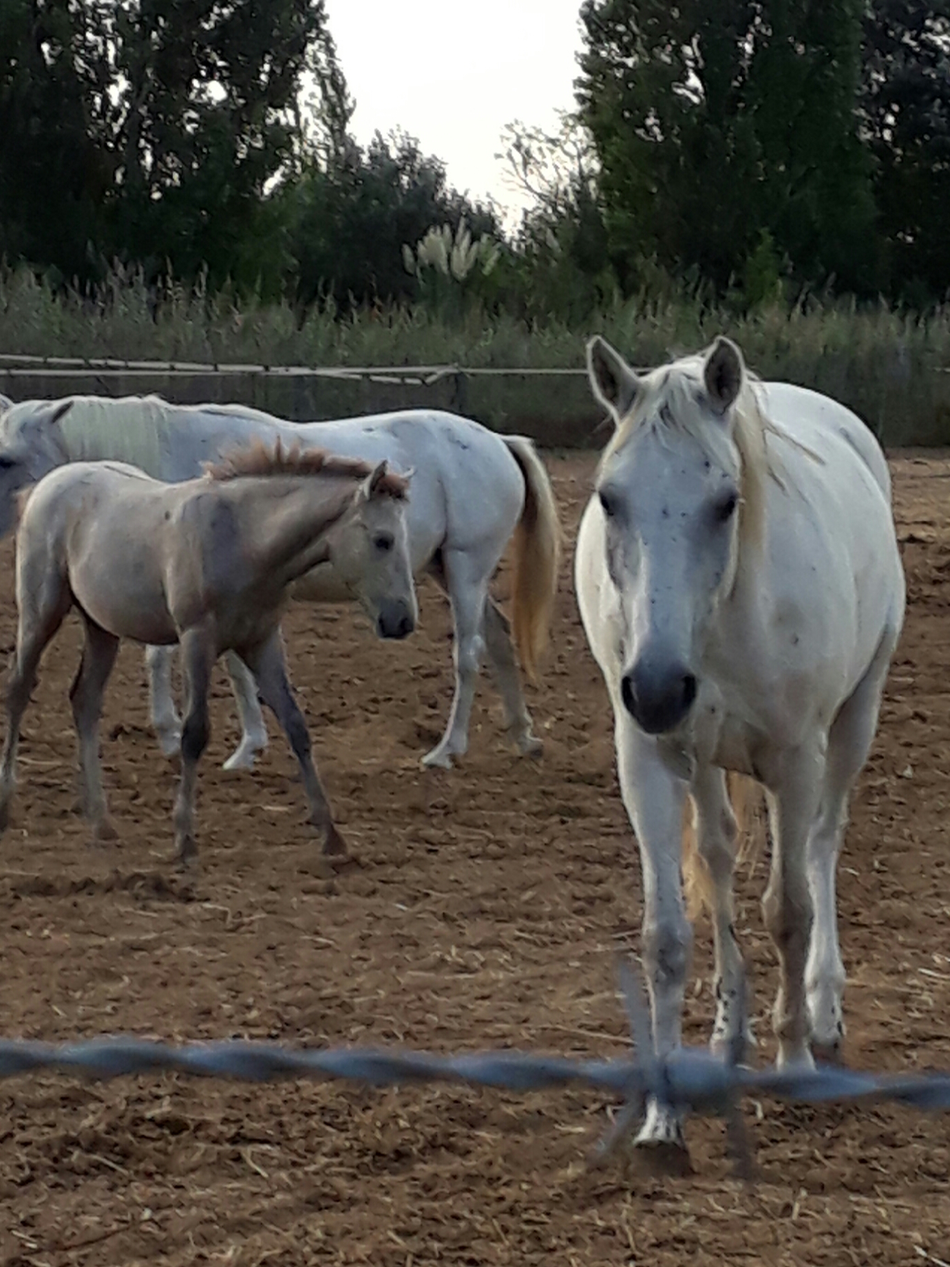 Photo n° 1 de l'avis de AMOREVIETA.A fait le 02/09/2018 à 18:37