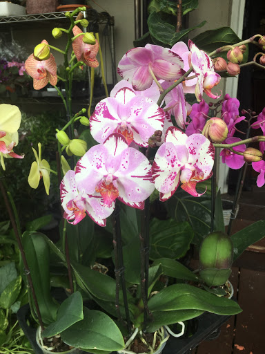 Wholesale Florist «Urban Jungle», reviews and photos, 2603 Sherman Ave NW, Washington, DC 20001, USA